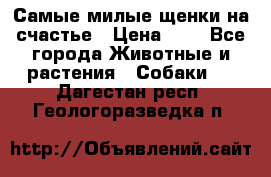 Самые милые щенки на счастье › Цена ­ 1 - Все города Животные и растения » Собаки   . Дагестан респ.,Геологоразведка п.